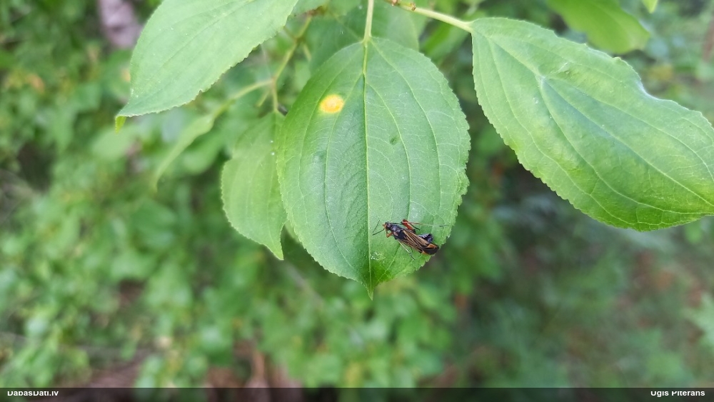 Mīkstblakts Miris striatus