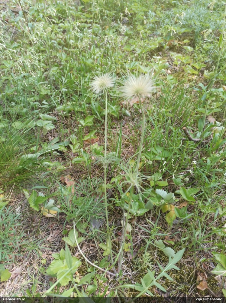 прострел луговой