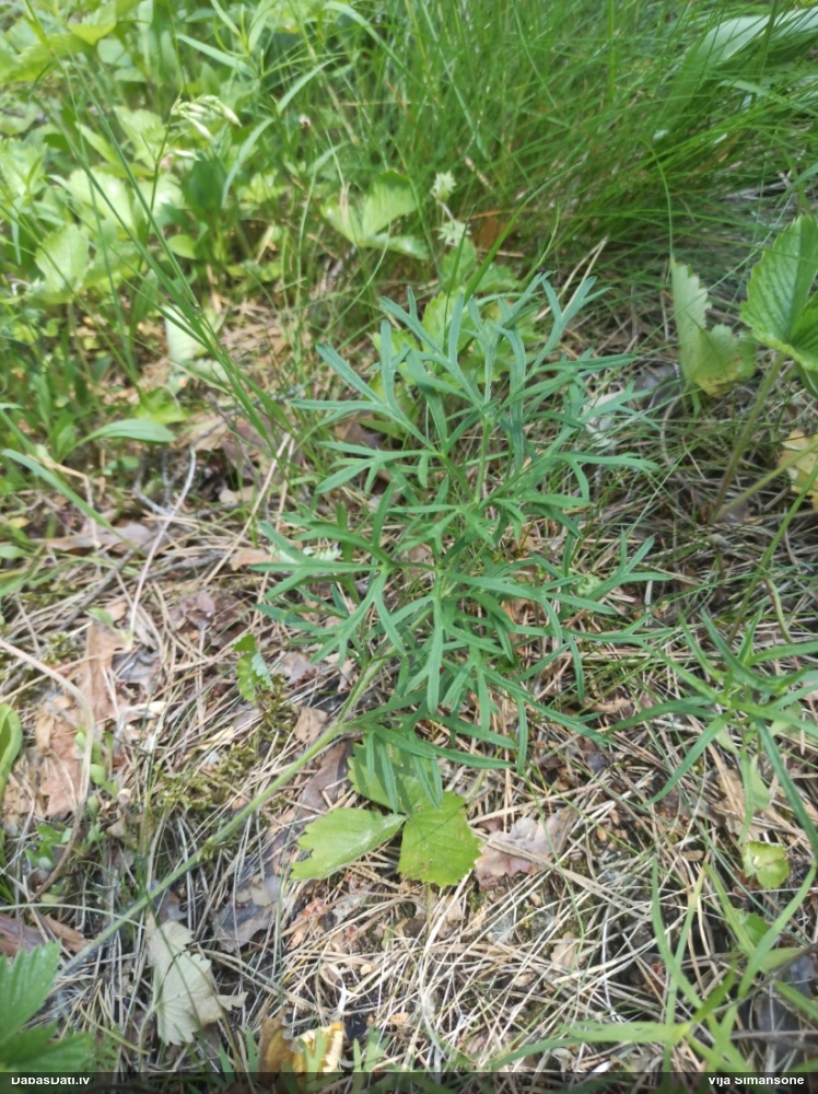 прострел луговой