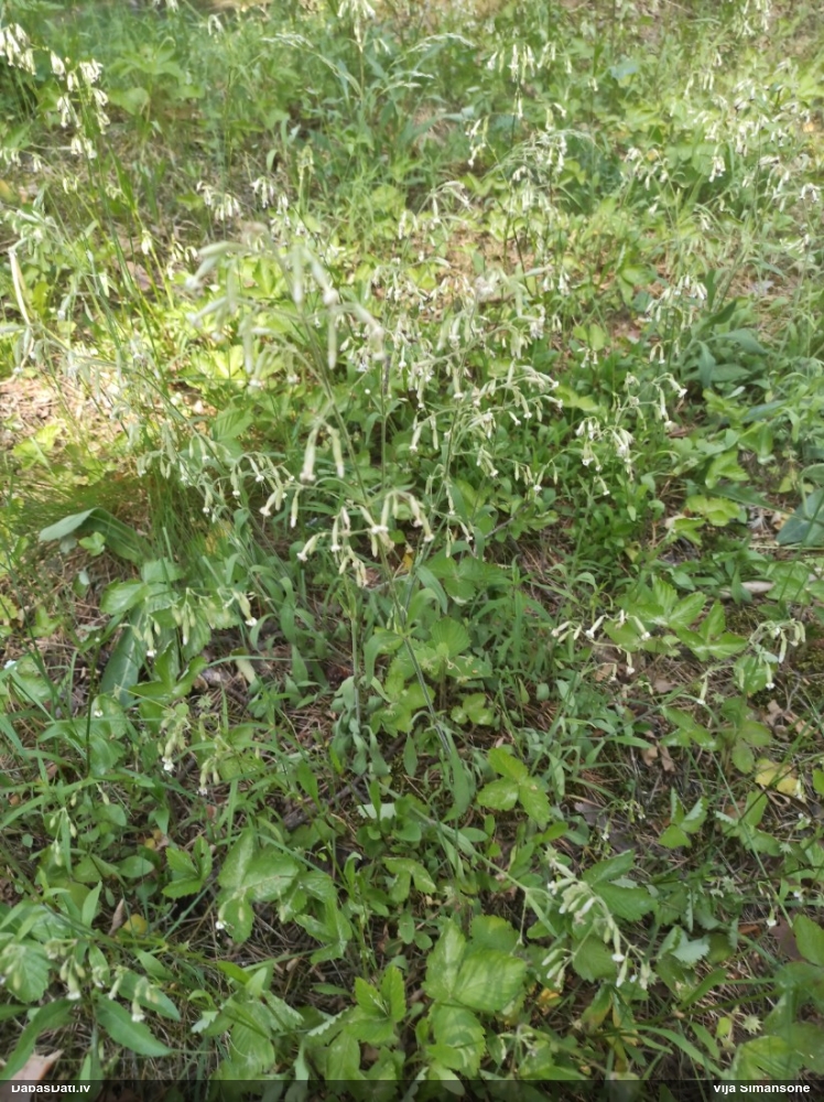 смолевка поникшая