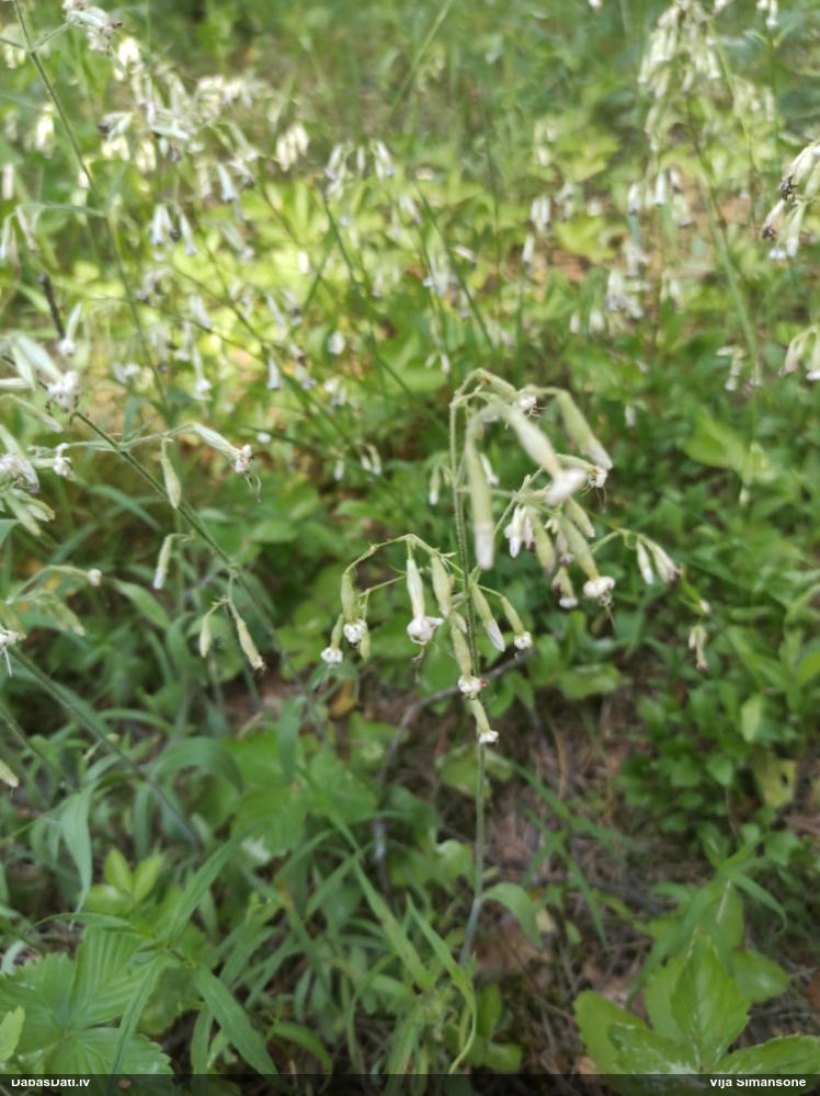 смолевка поникшая