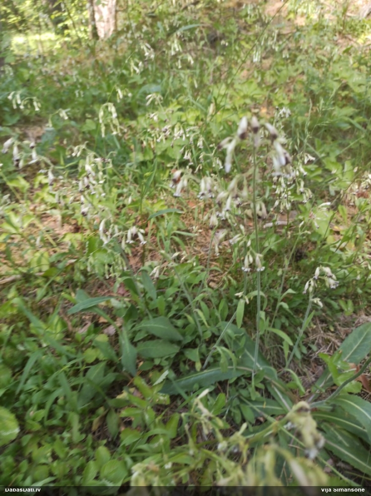 смолевка поникшая