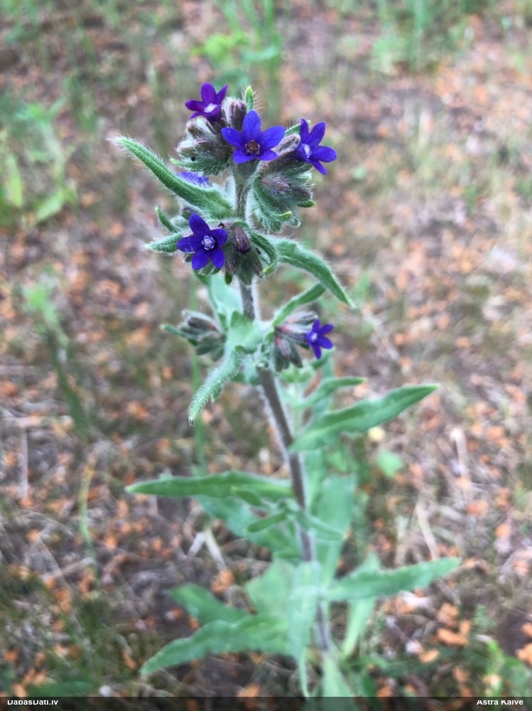 воловник лекарственный
