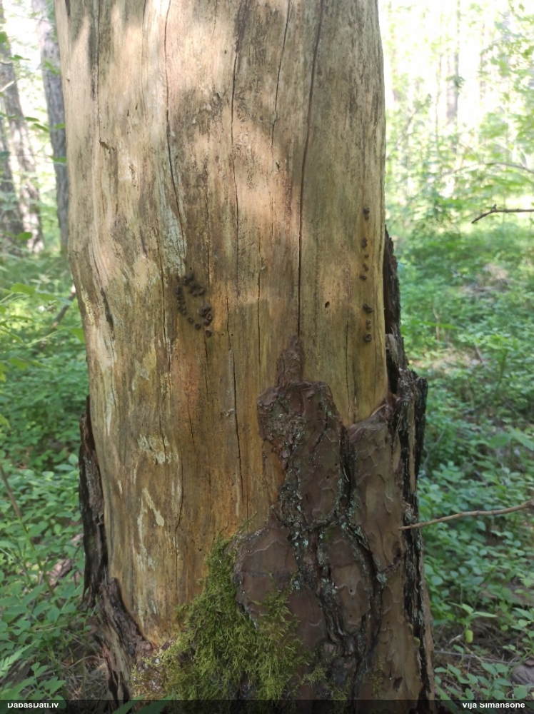 Vilkpienaine (nenoteikta)