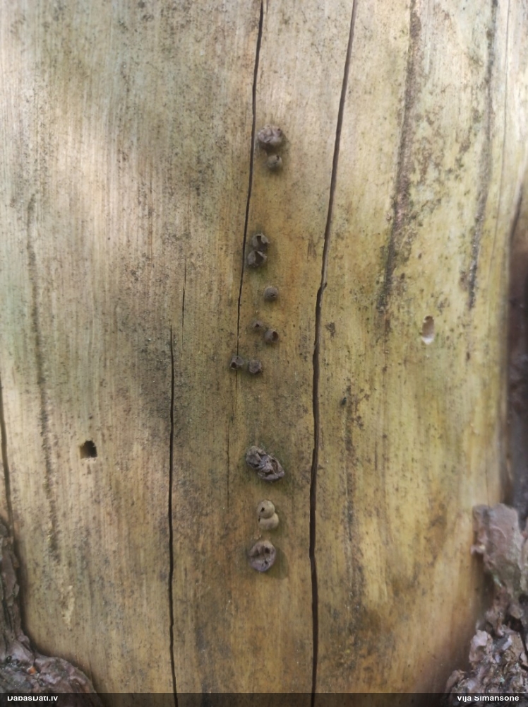 Vilkpienaine (nenoteikta)