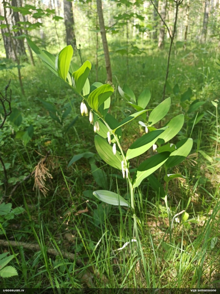 купена многоцветковая