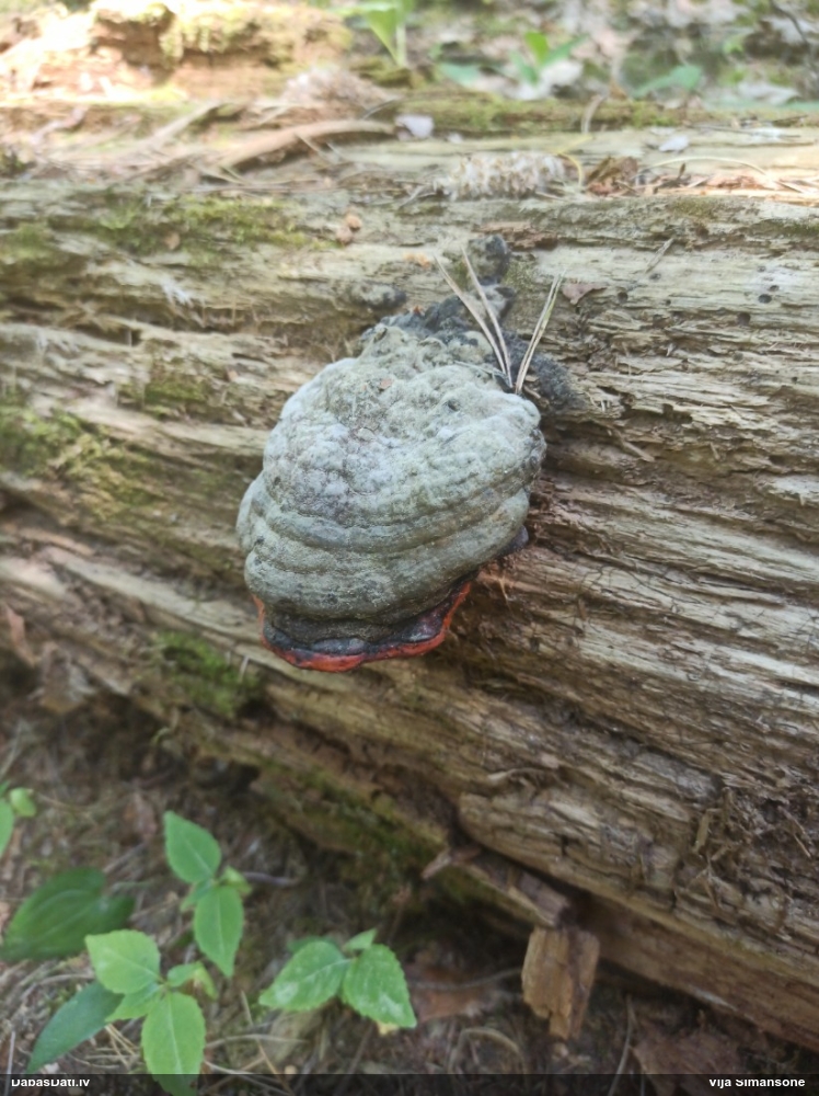 Окаймленный трутовик