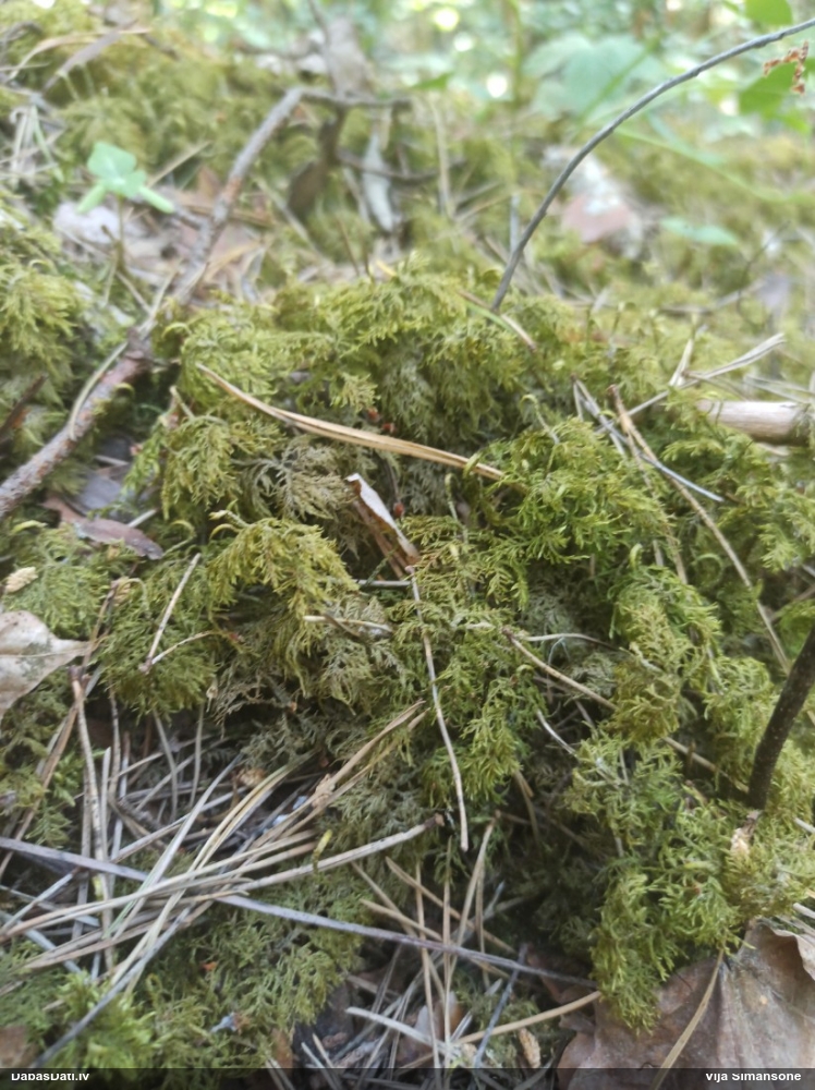 Spīdīgā stāvaine