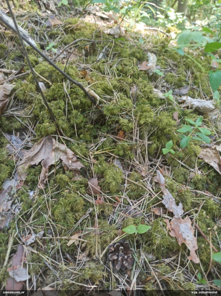 Spīdīgā stāvaine