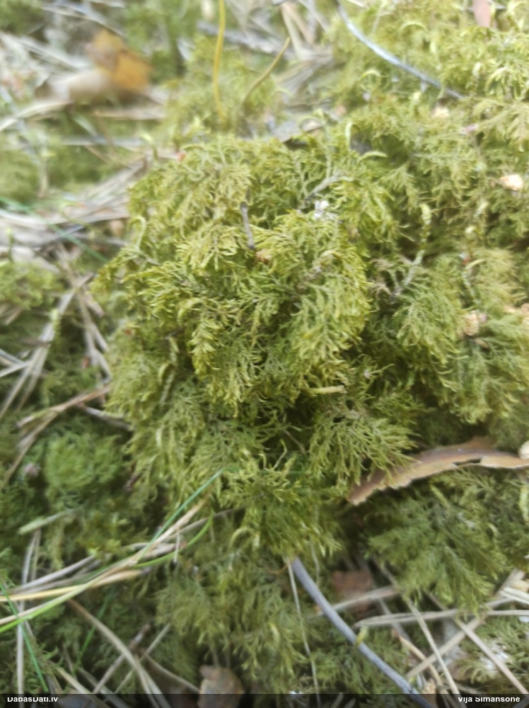 Spīdīgā stāvaine