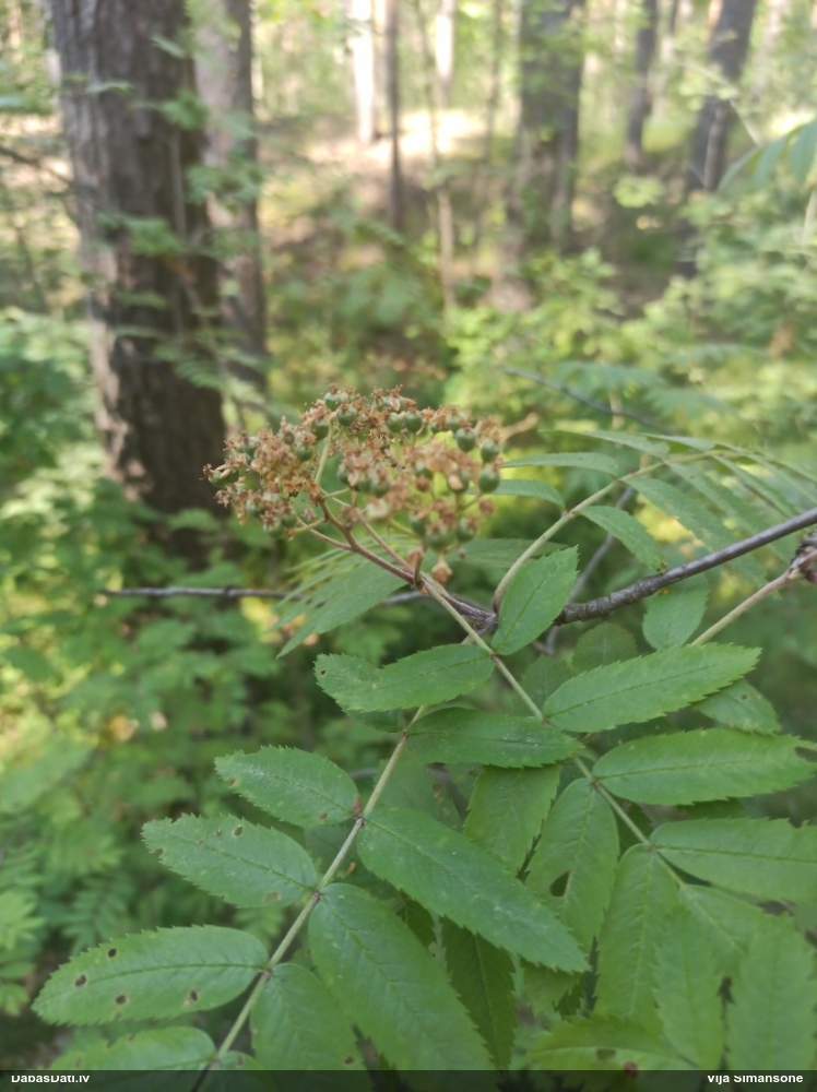 Parastais pīlādzis