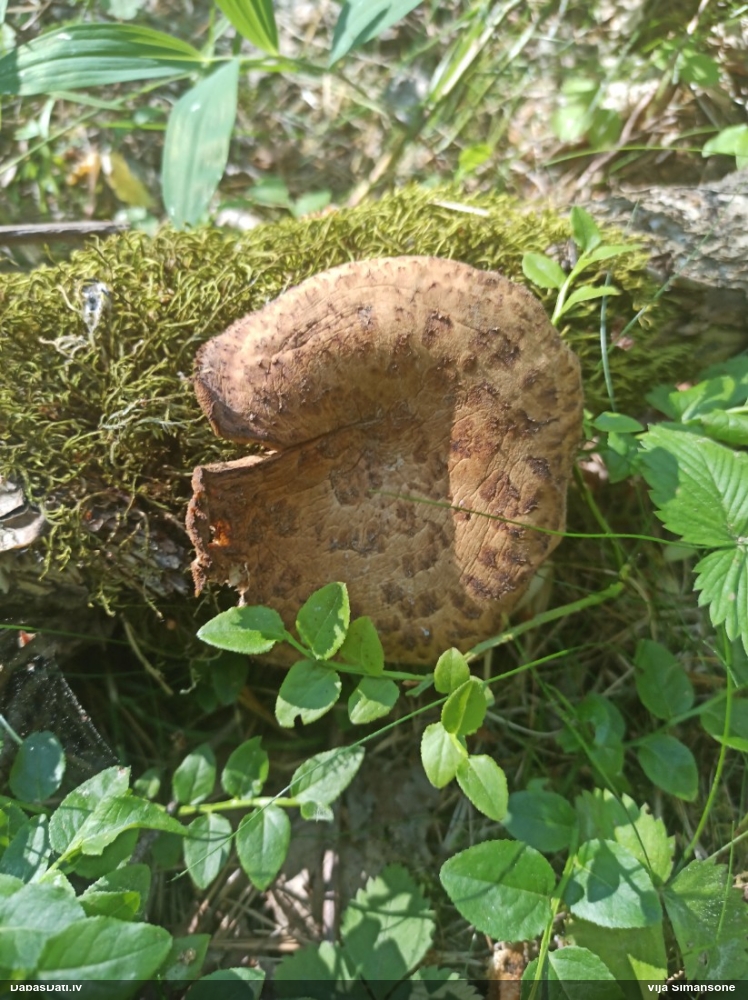 Zvīņainā kātiņpiepe