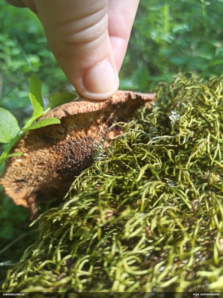 Zvīņainā kātiņpiepe