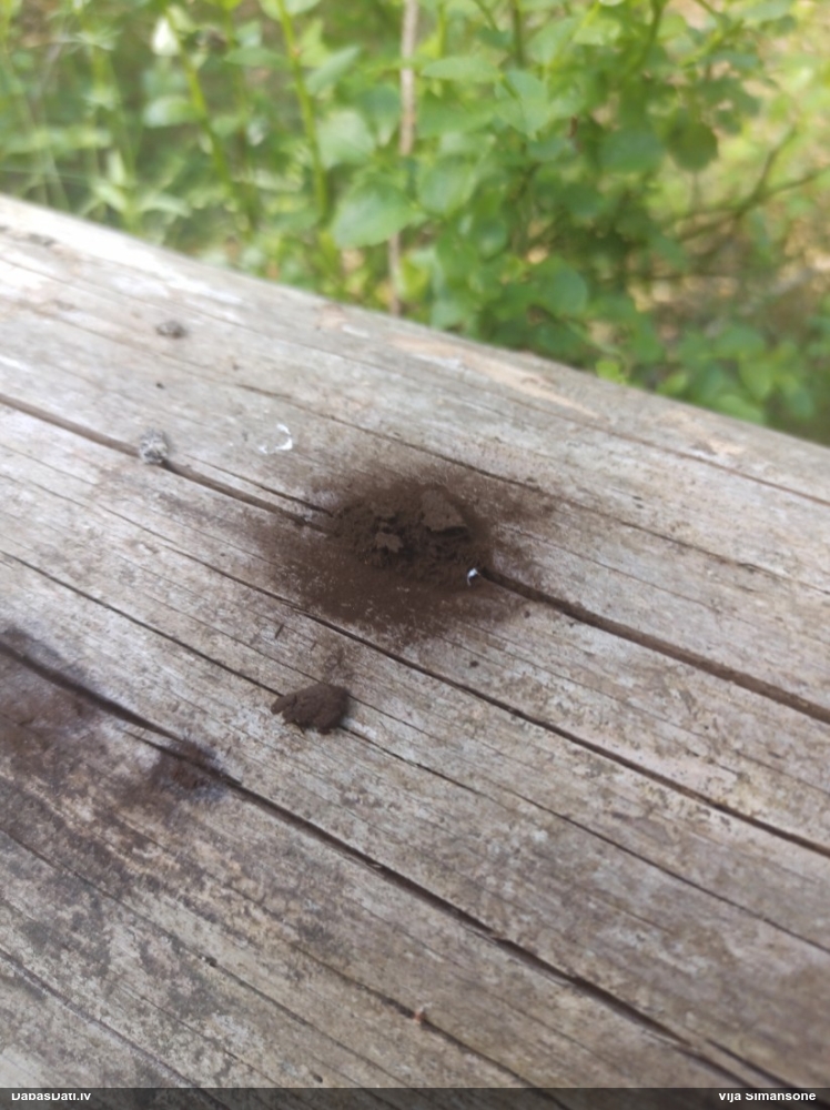 Saplacinātā kūlīte