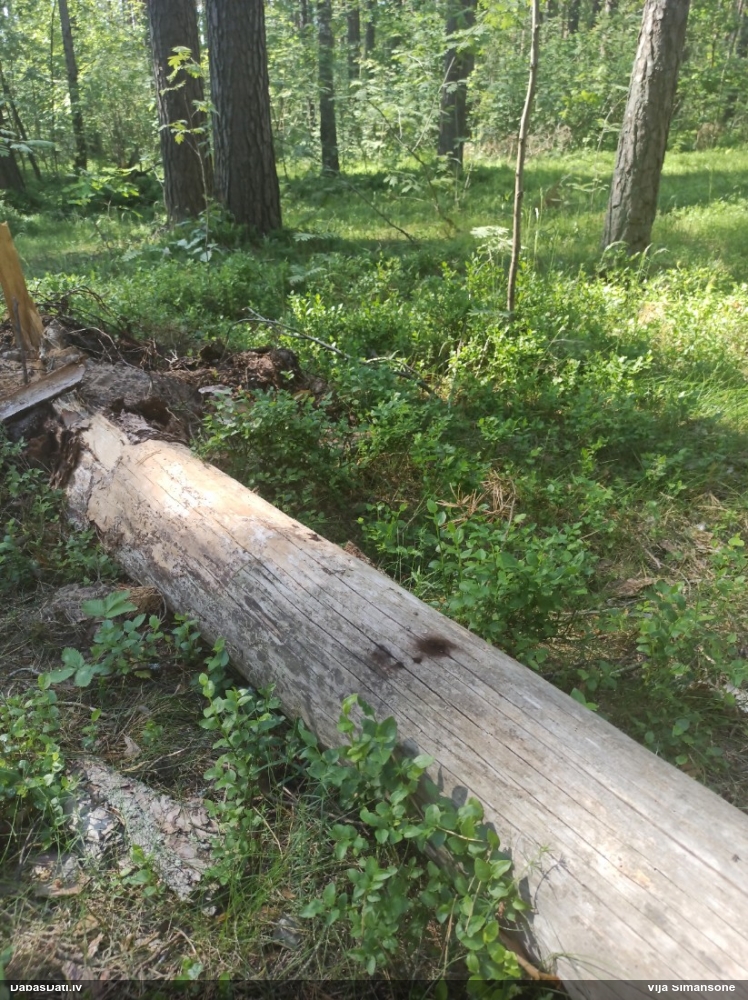 Saplacinātā kūlīte