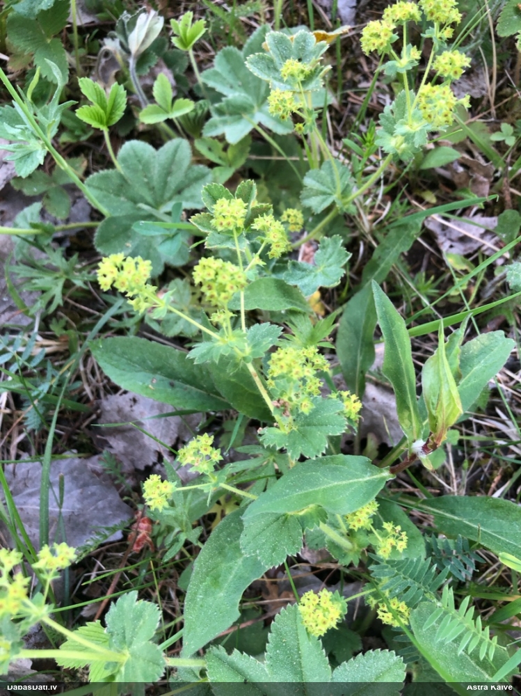 манжетка обыкновенная