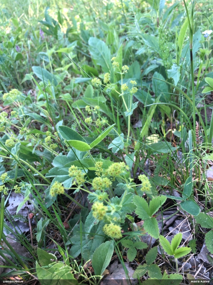 манжетка обыкновенная