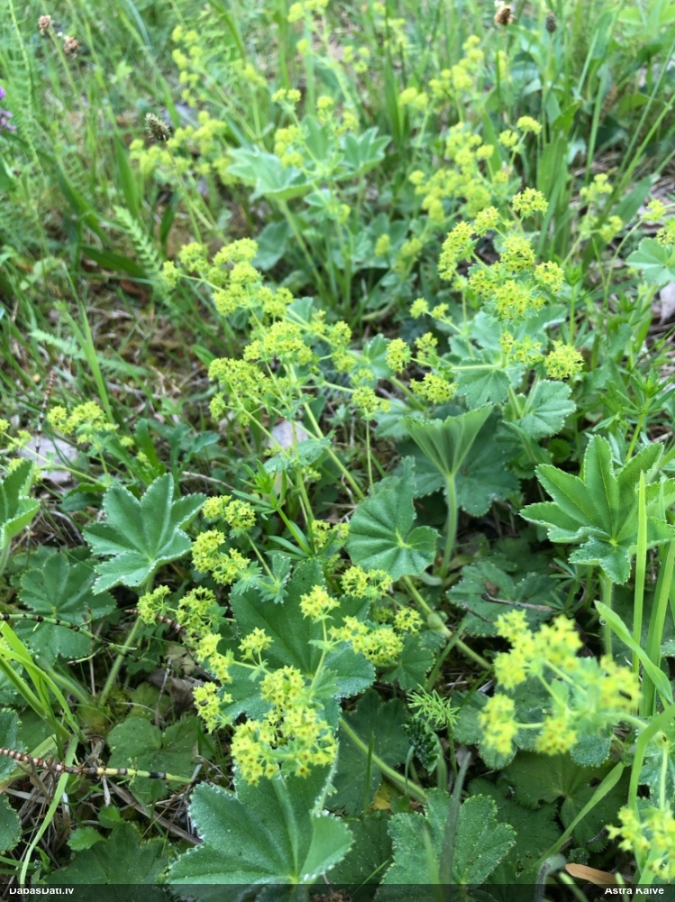 манжетка обыкновенная