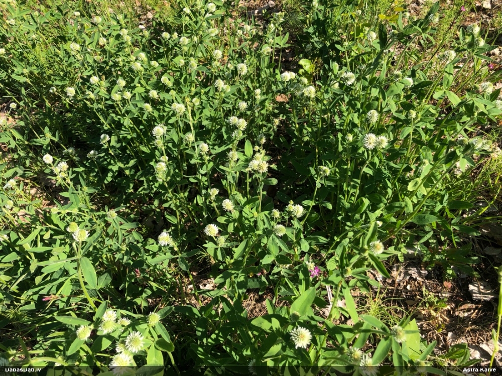 клевер горный