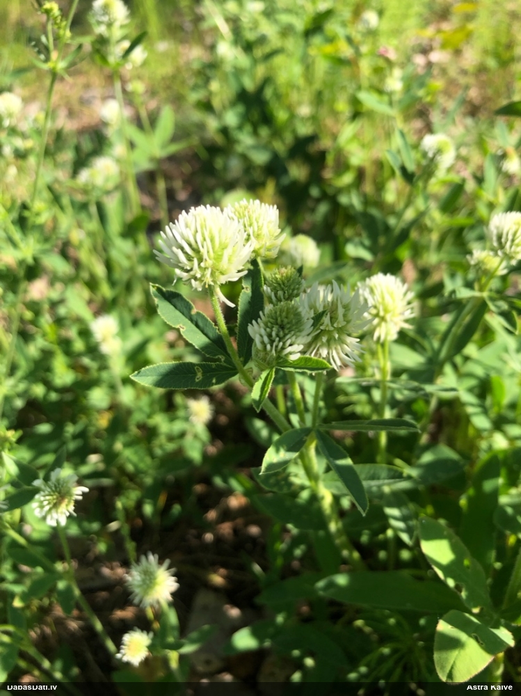 клевер горный