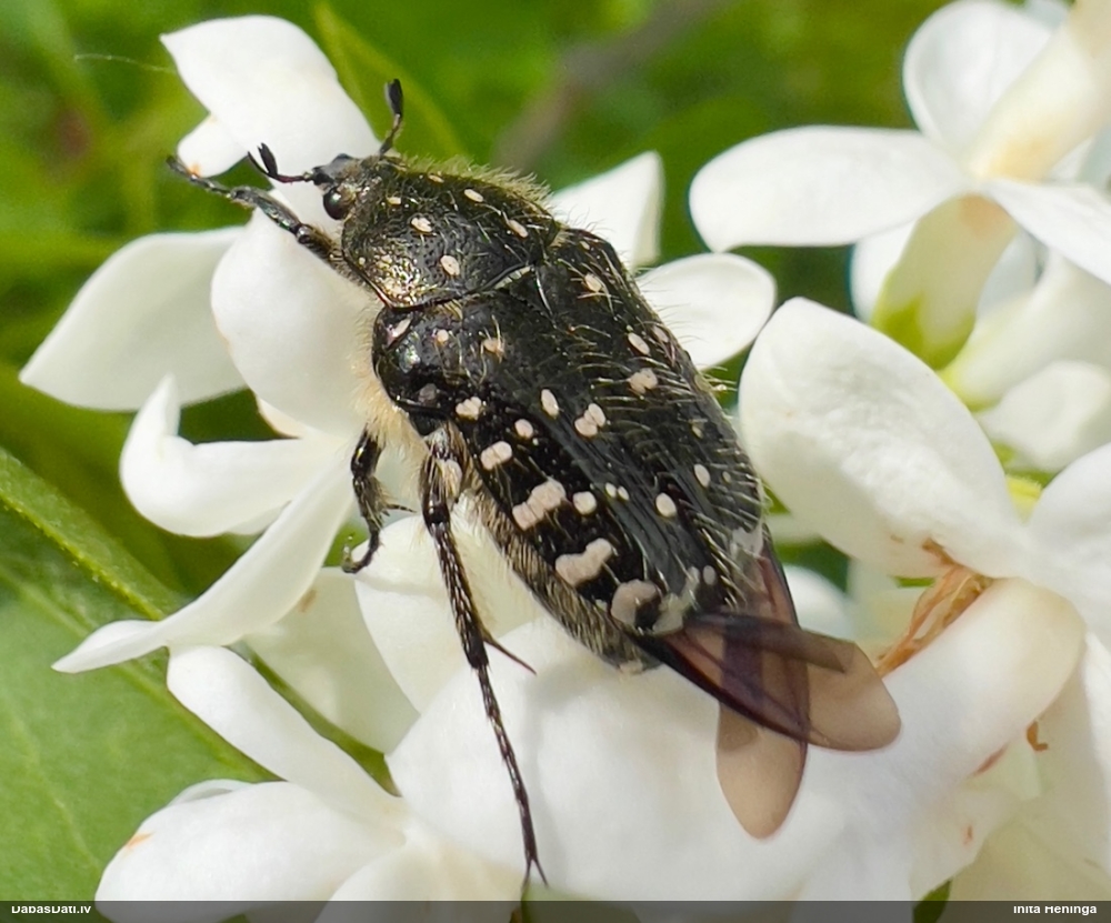 Smirdīgā rožvabole
