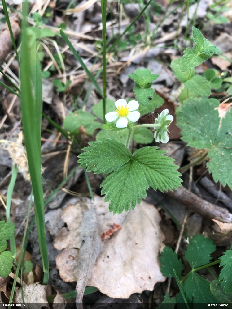 земляника лесная