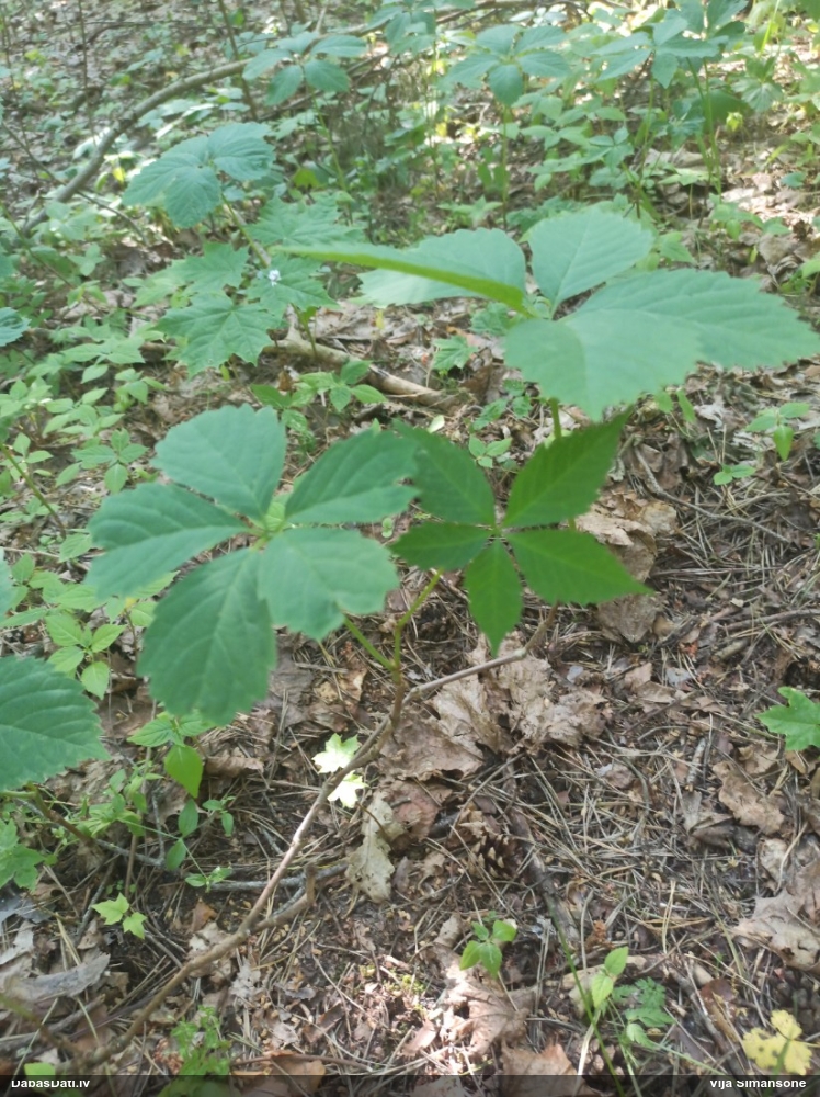 девичий виноград пятилисточковый