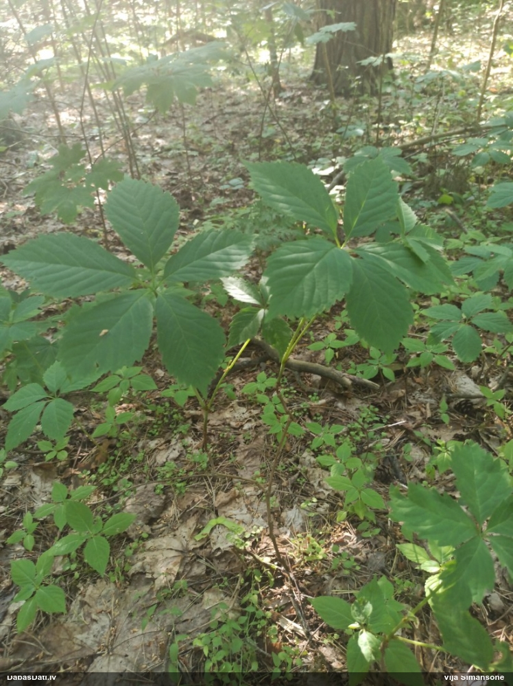 девичий виноград пятилисточковый