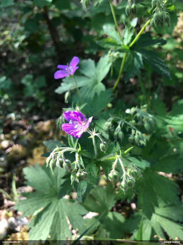 герань лесная