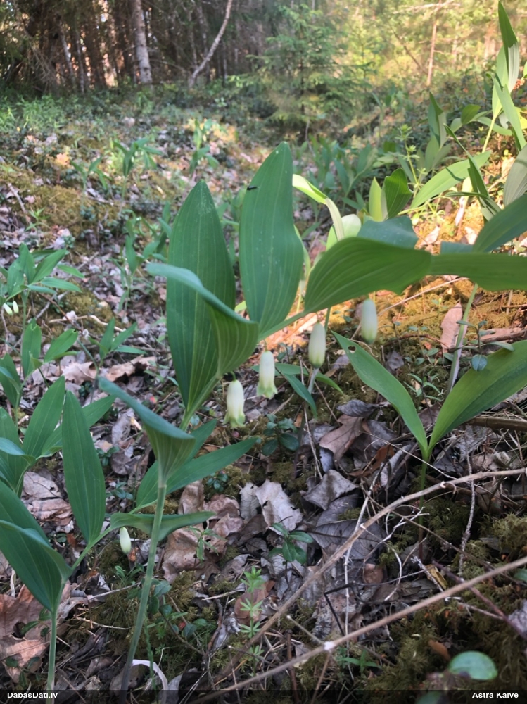 Dziedniecības mugurene