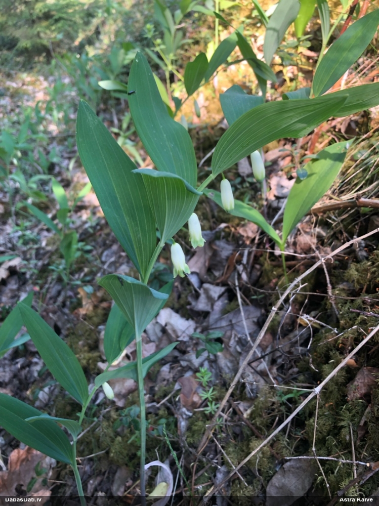 Dziedniecības mugurene