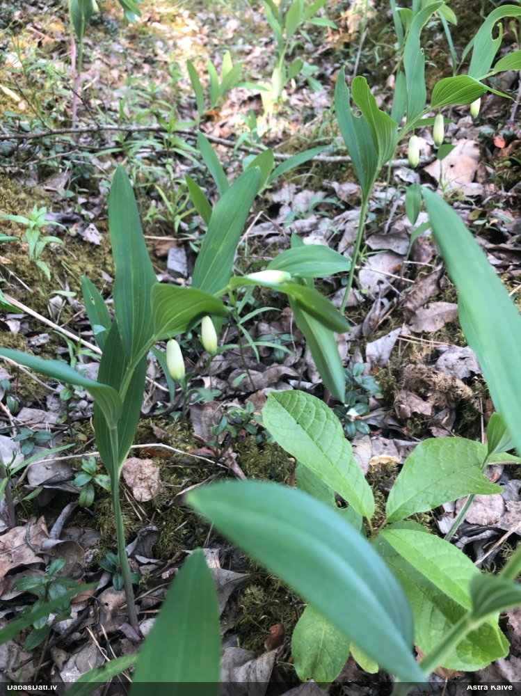 Dziedniecības mugurene