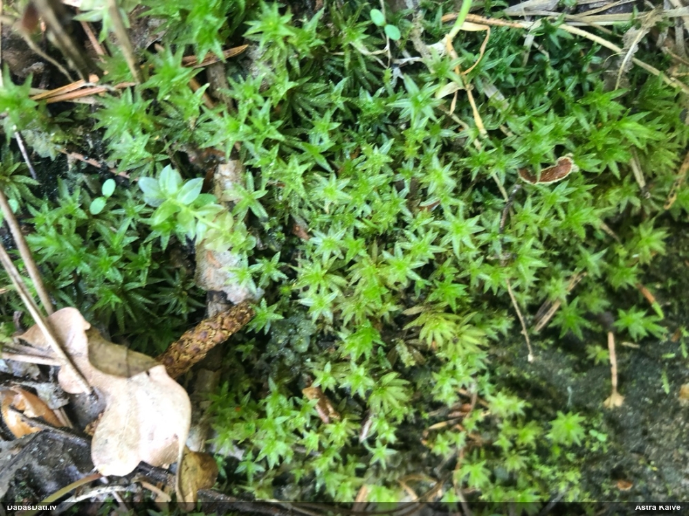 Viļņainā lācīte