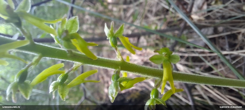 тайник яйцевидный