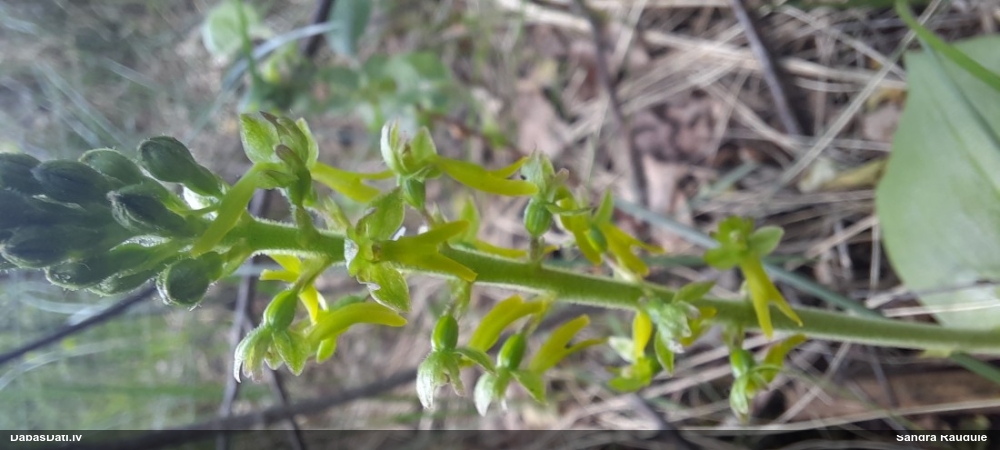 тайник яйцевидный