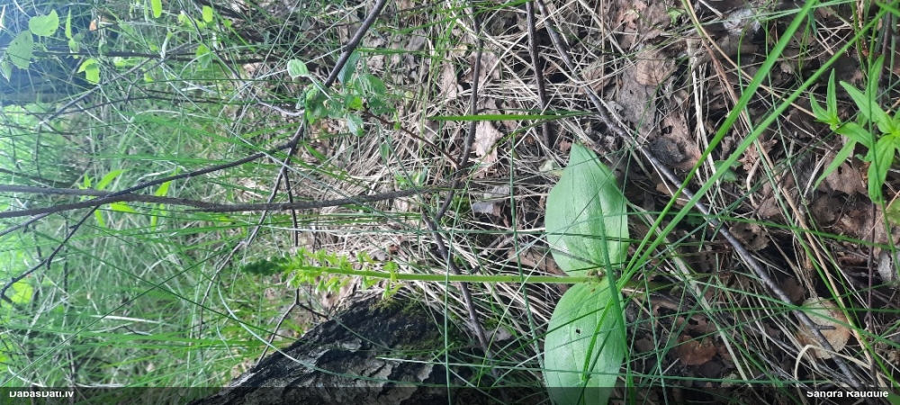 тайник яйцевидный