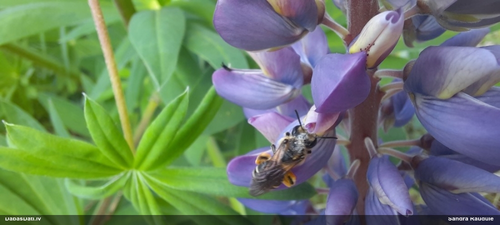 Smilšbite Andrena sp.