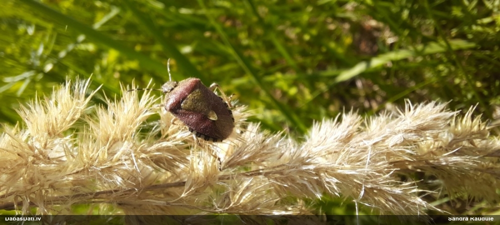 Ogu krūmu vairogblakts