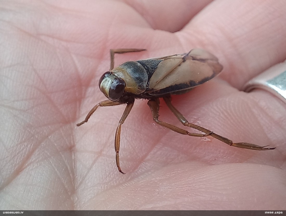 Melnvairoga mugurpelde