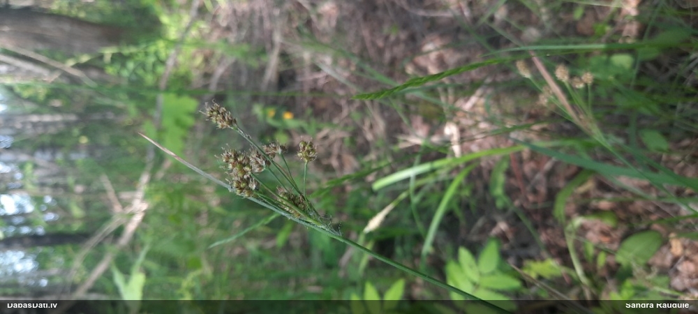 Bālganā zemzālīte