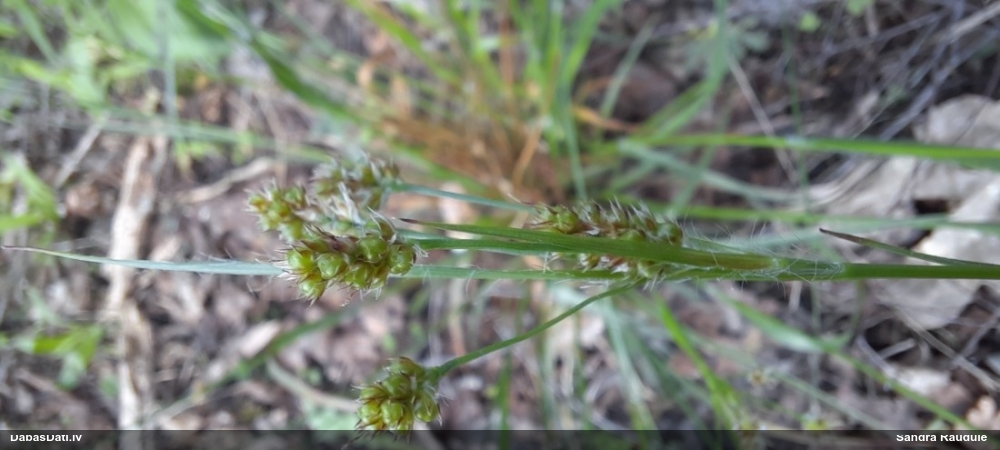 Bālganā zemzālīte