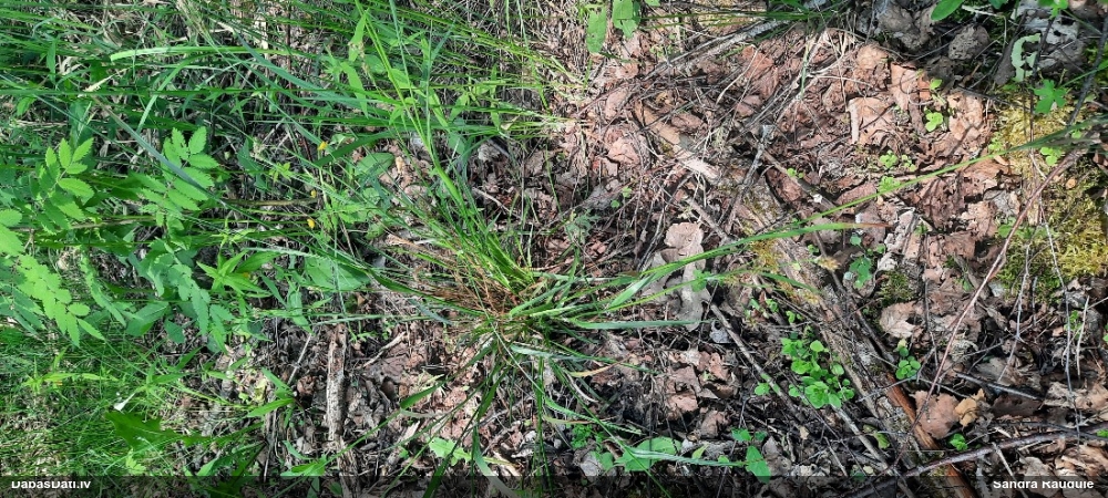 Bālganā zemzālīte