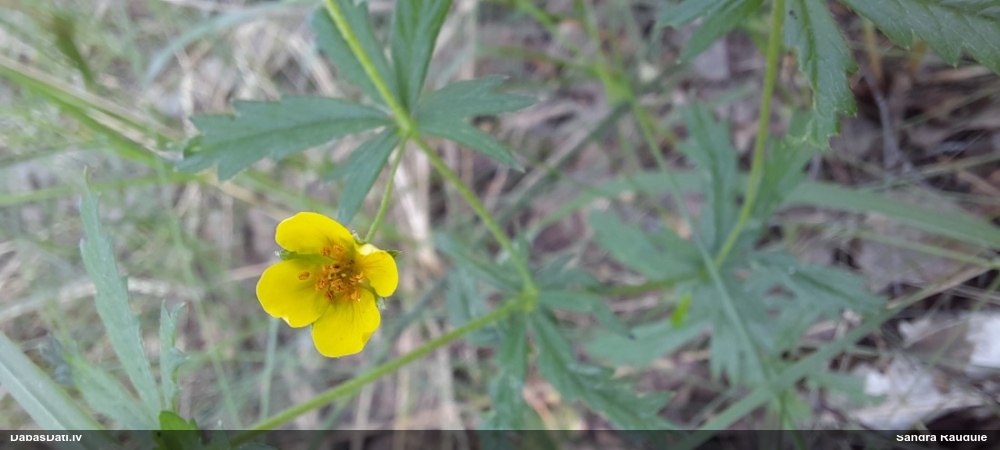 лапчатка прямостоящая