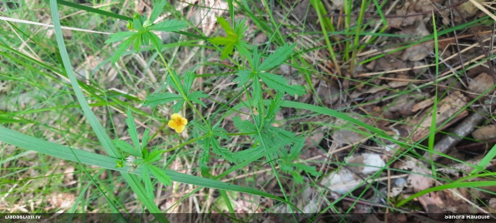 лапчатка прямостоящая