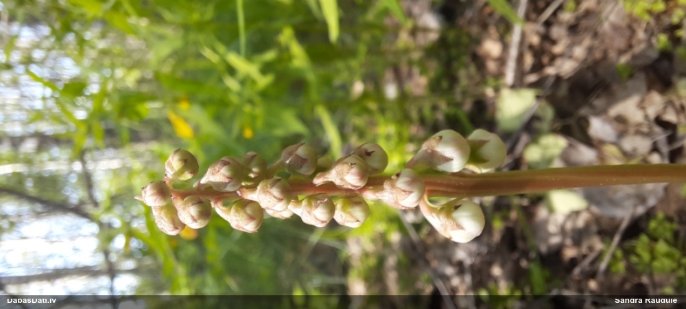 грушанка малая