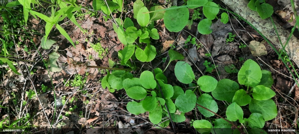 грушанка малая