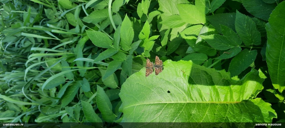Melnais gāršas resngalvītis