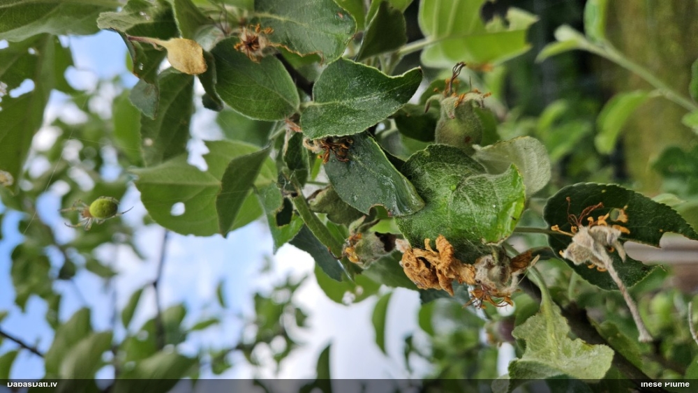 Krusta zirneklis Araniella sp.