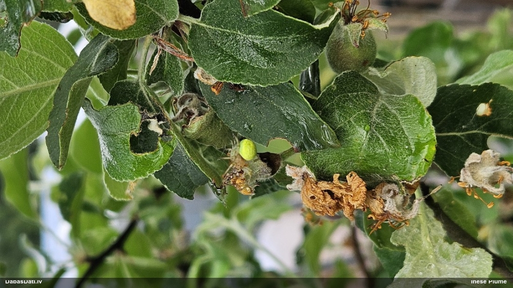 Krusta zirneklis Araniella sp.