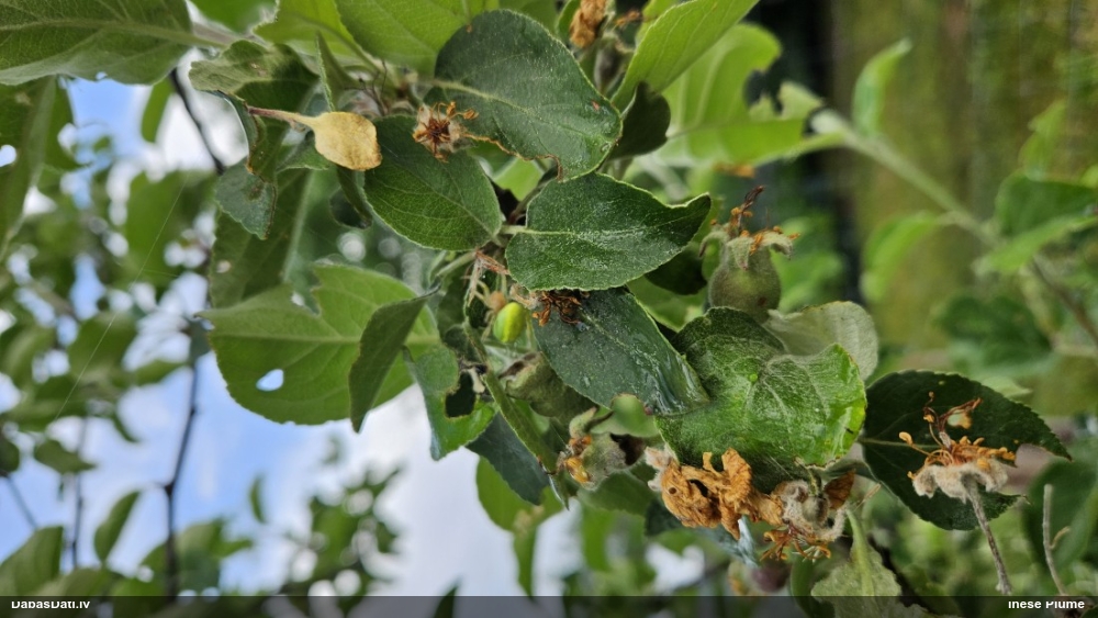 Krusta zirneklis Araniella sp.